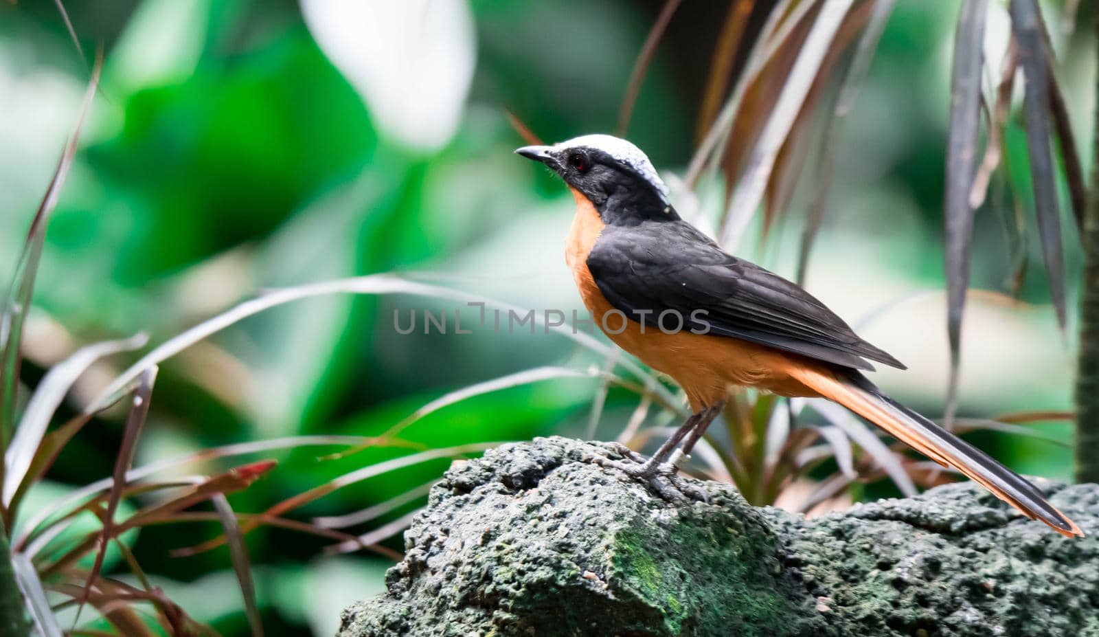 A Chorister Robin-chat standing on rock with forest background