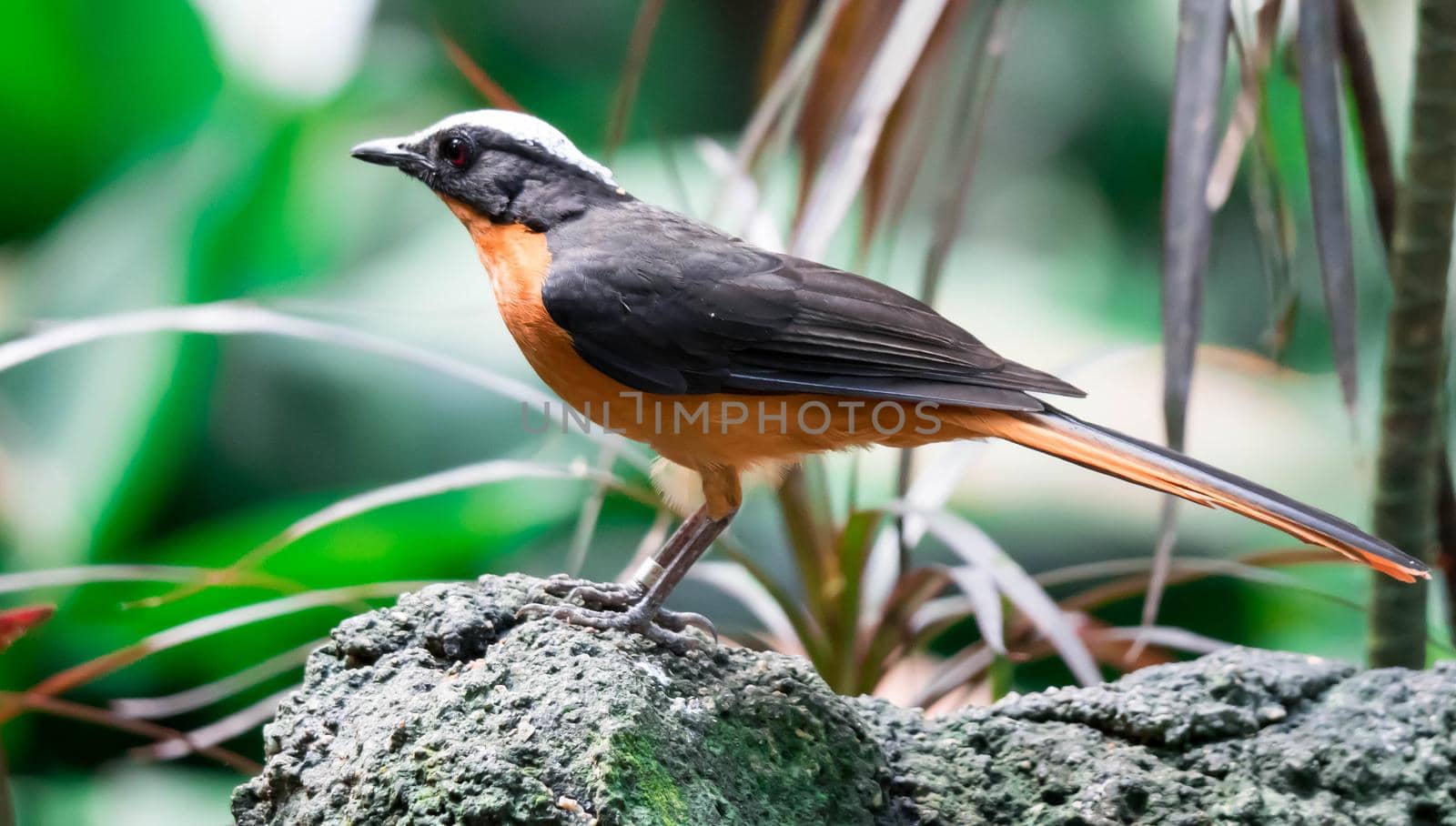 A Chorister Robin-chat standing on rock with forest background