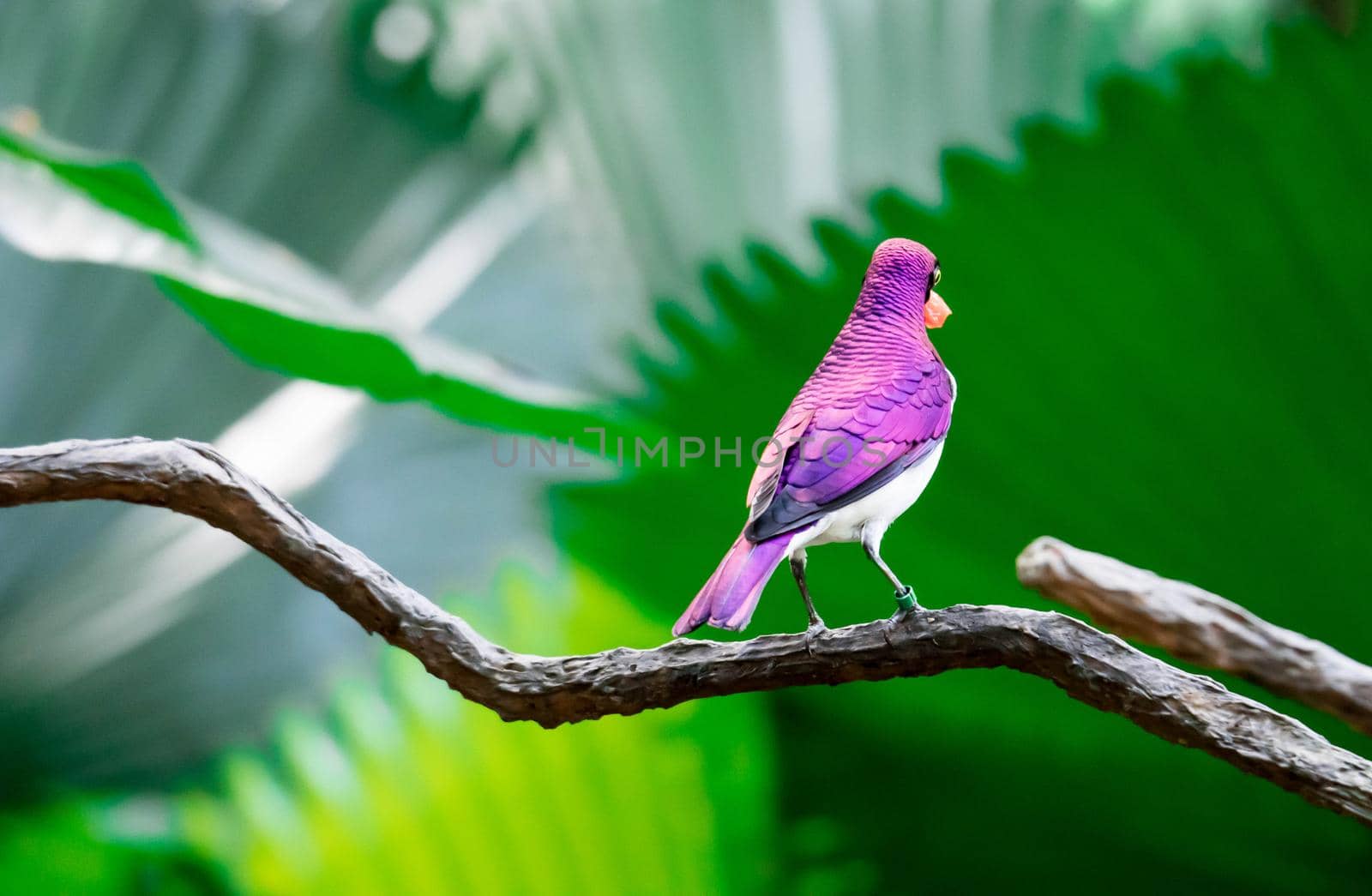 A Violet-backed Starling Cinnyricinclus leucogaster, also known as Amethyst or Plum-coloured Starling