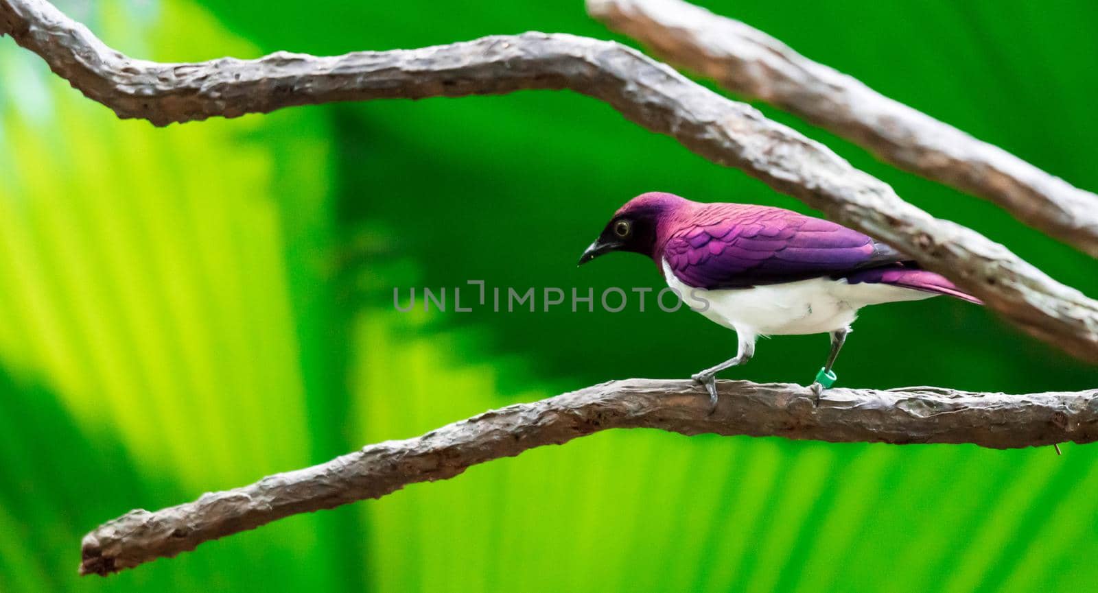 A Violet-backed Starling Cinnyricinclus leucogaster, also known as Amethyst or Plum-coloured Starling