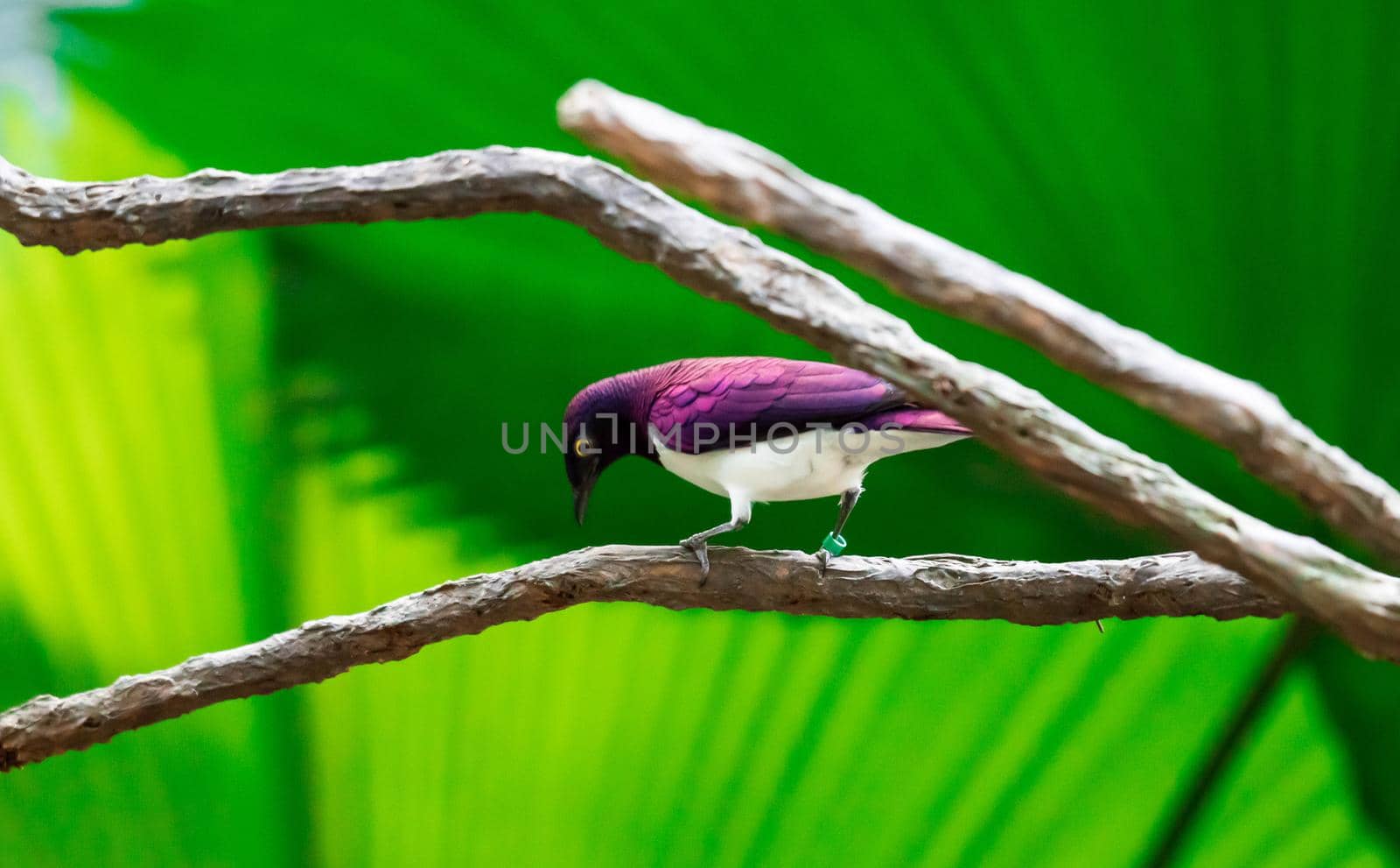 A Violet-backed Starling Cinnyricinclus leucogaster, also known as Amethyst or Plum-coloured Starling