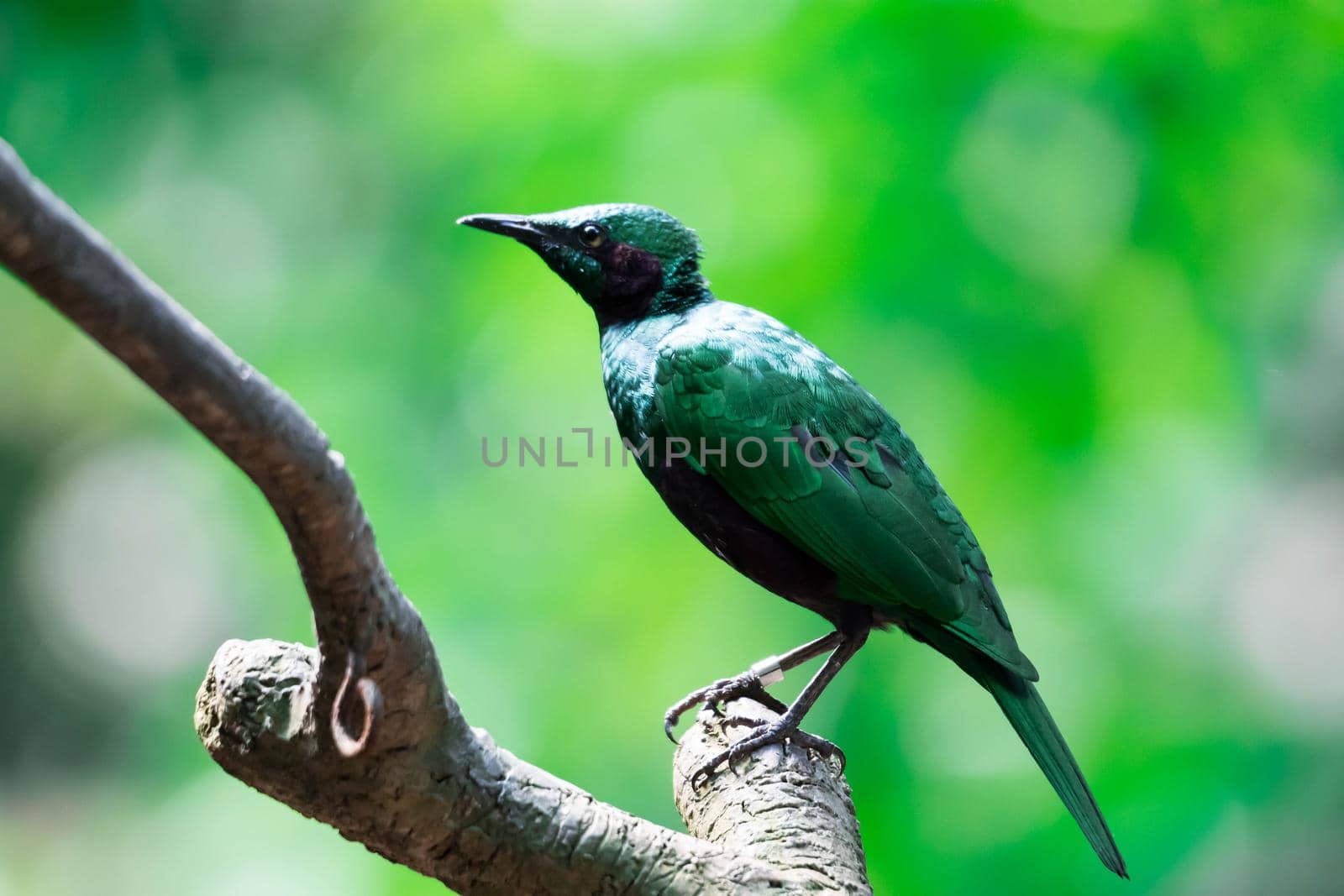 A Green Glossy Starling perched on a tree. Metallic Green colored bird