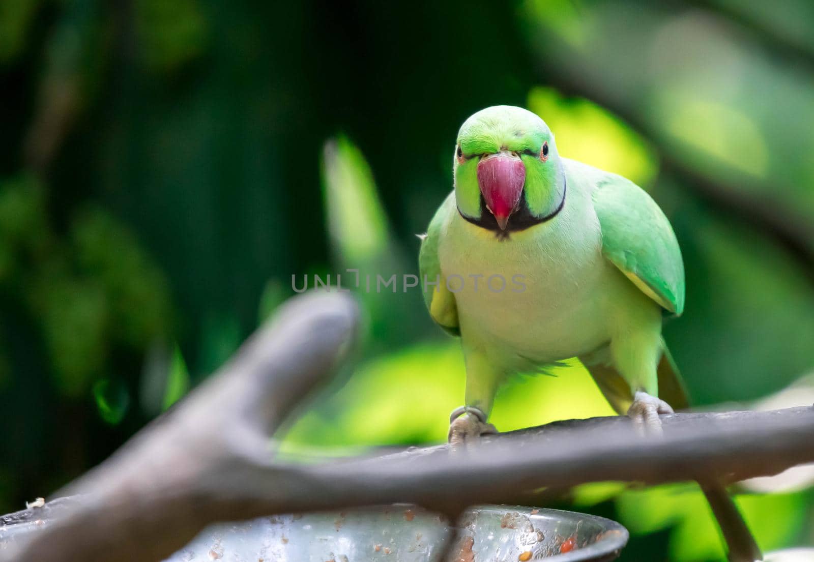 A Rose-ringed Parakeet, Psittacula krameri, also known as Ring-necked Parakeet