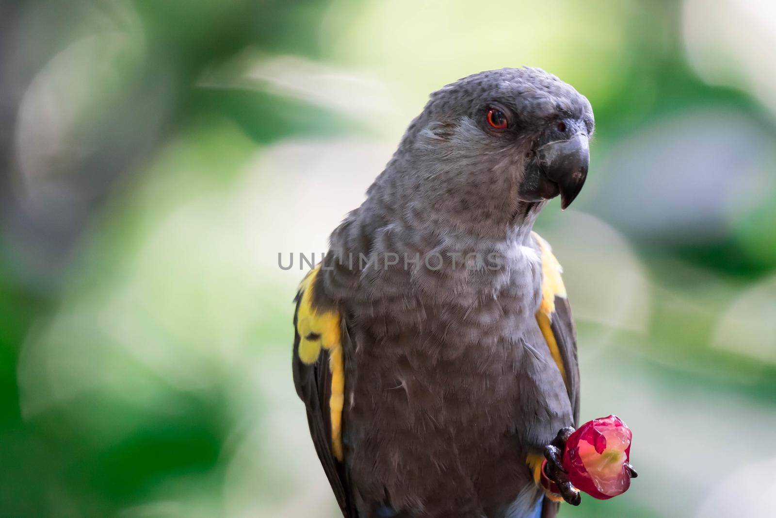 A Rueppell's parrot (Poicephalus rueppellii) is endemic in southwestern Africa from central Namibia to southwest Angola.