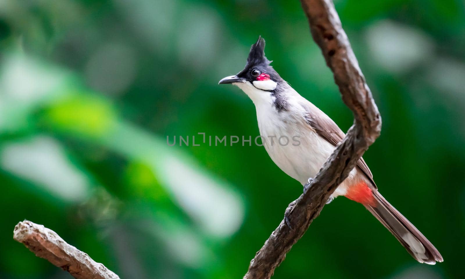 A Red-whiskered Bulbul bird is a passerine bird found in Asia