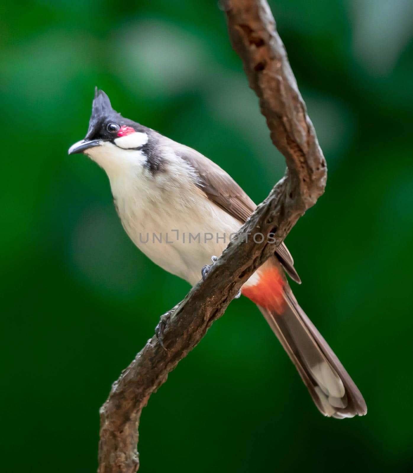 A Red-whiskered Bulbul bird is a passerine bird found in Asia
