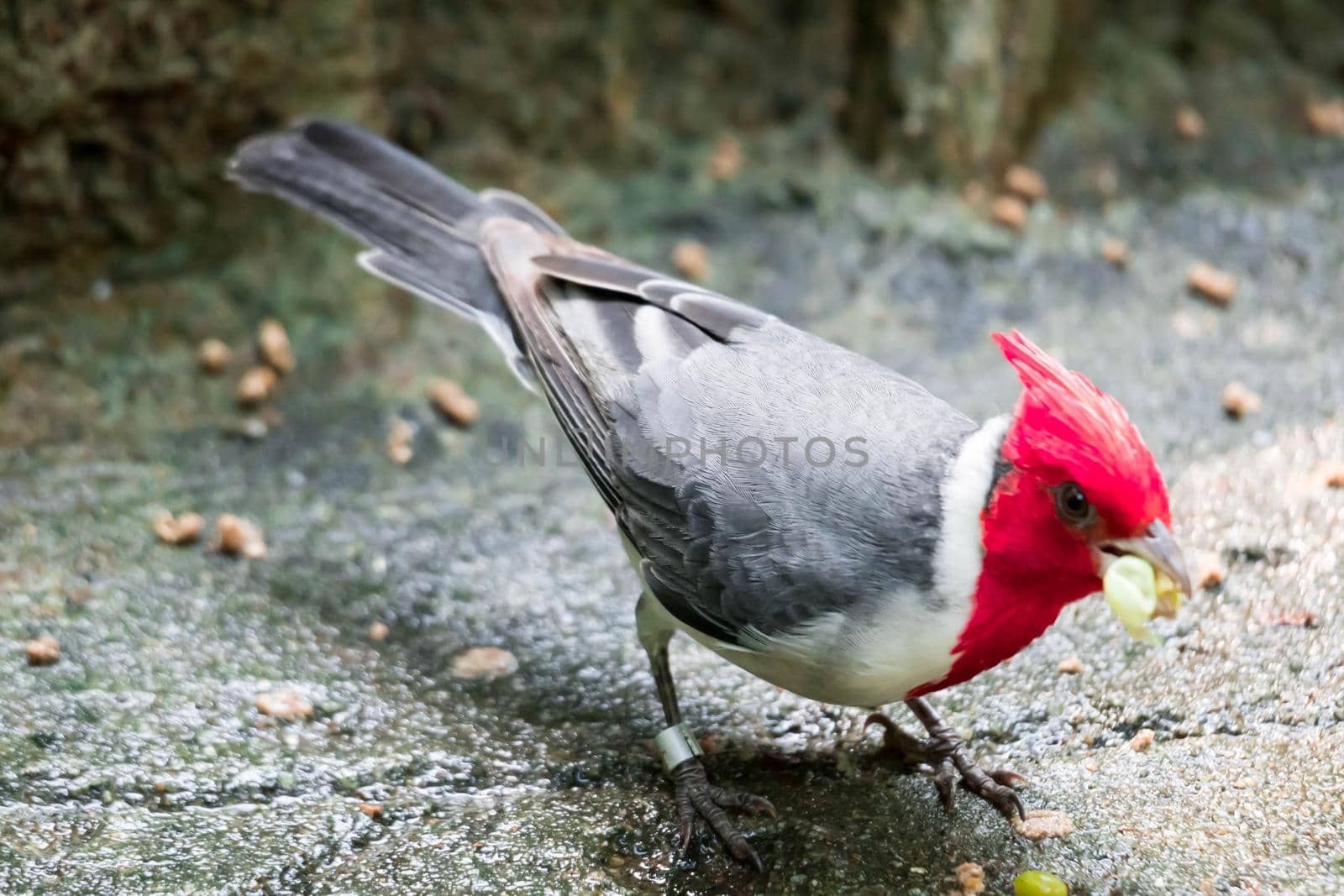 A hawaiian red-crested cardinal Paroaria coronata bird