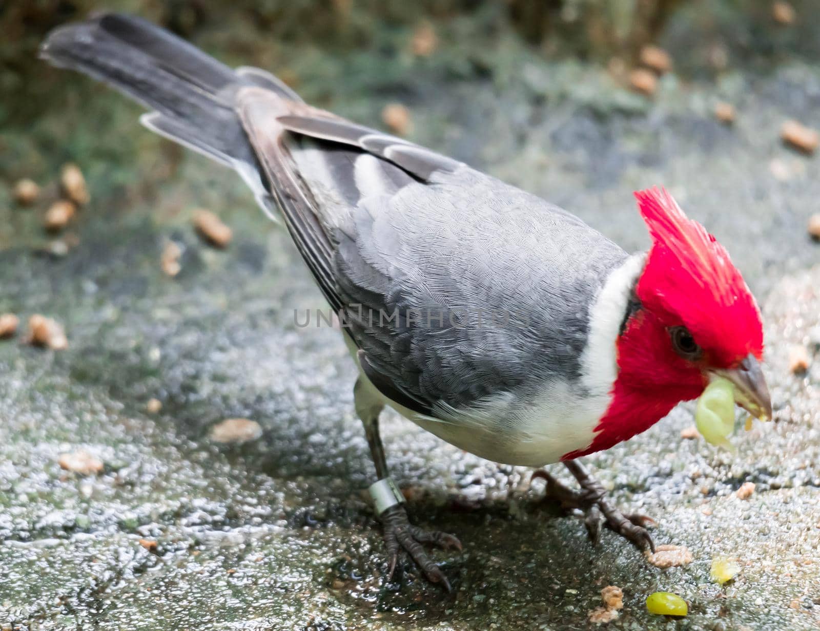 A hawaiian red-crested cardinal Paroaria coronata bird