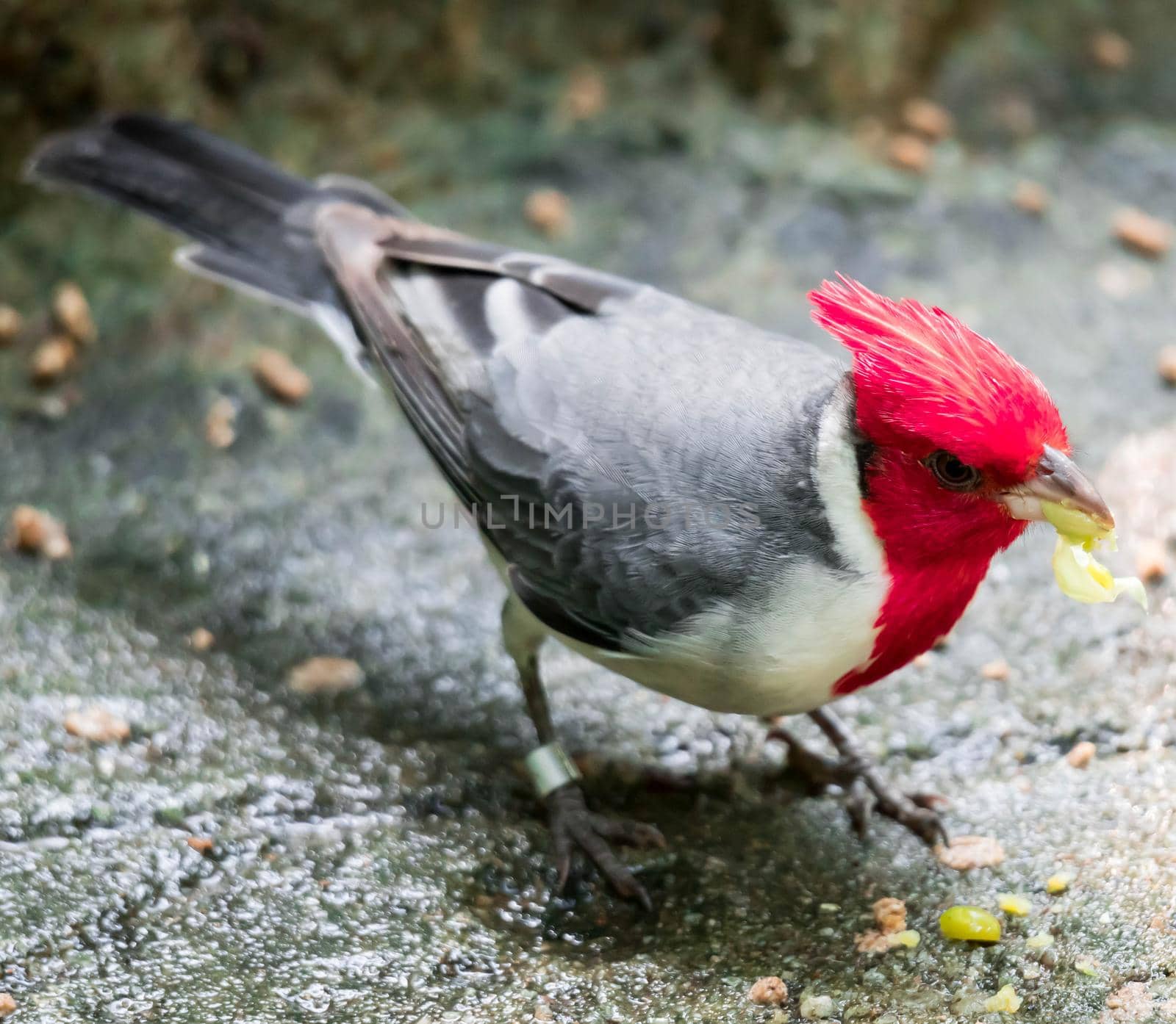 hawaiian red-crested cardinal Paroaria coronata bird by billroque