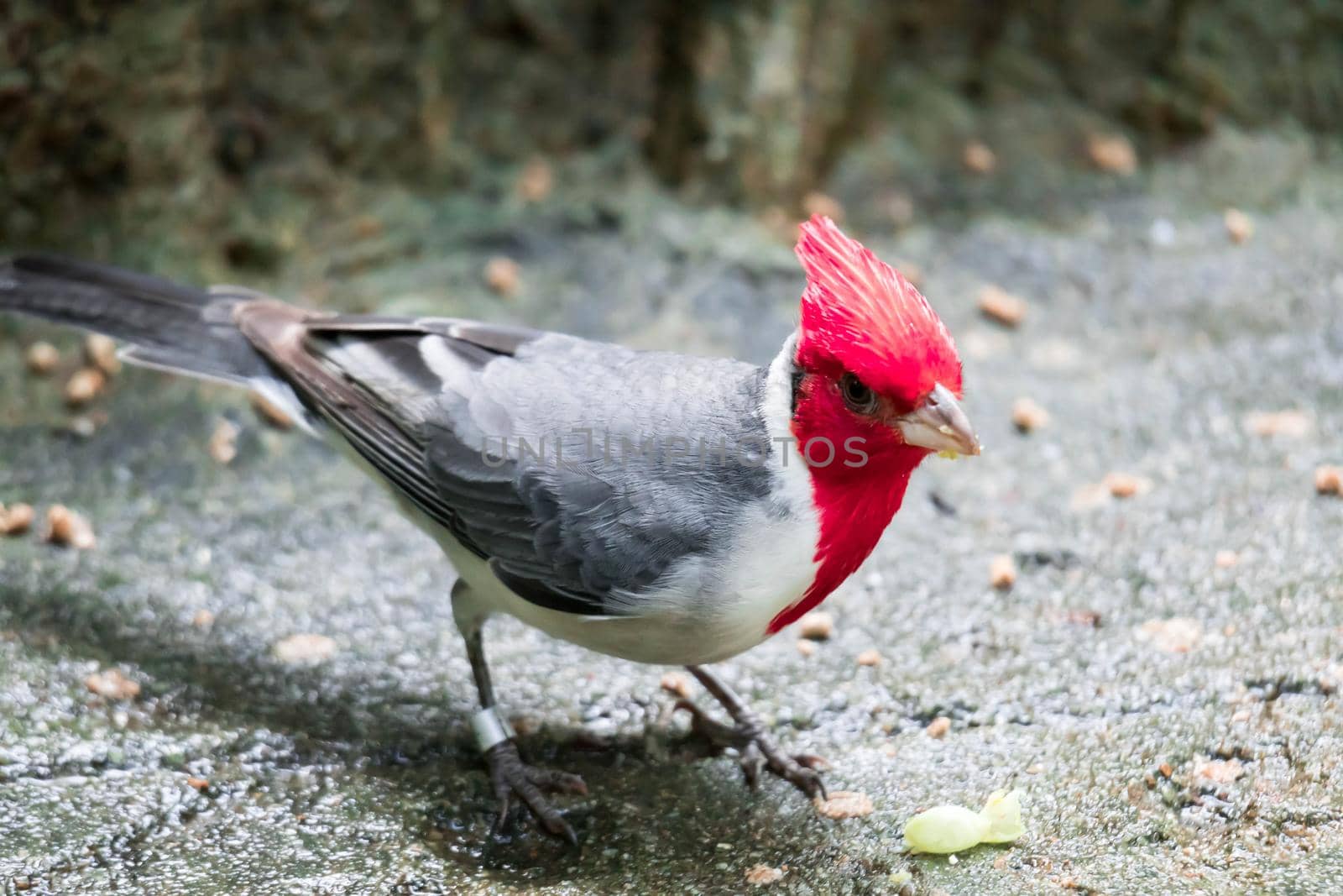 hawaiian red-crested cardinal Paroaria coronata bird by billroque