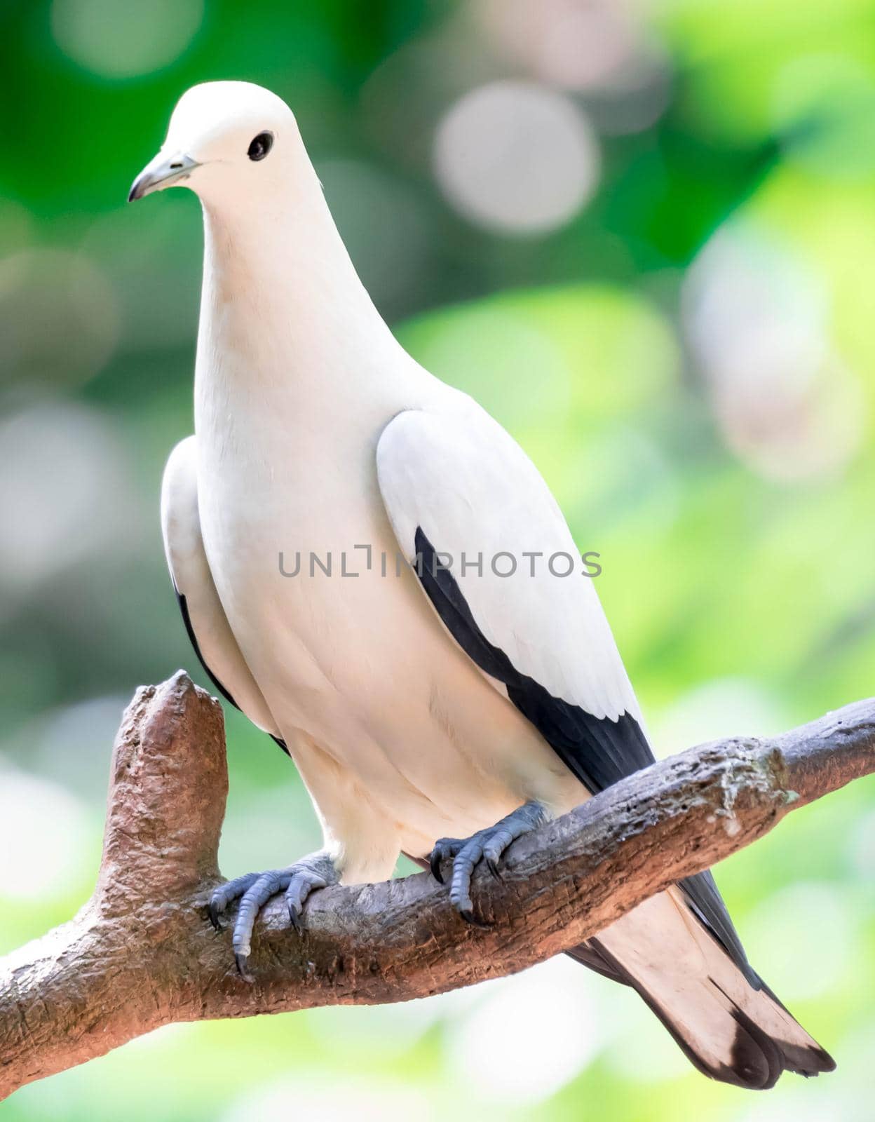Pied imperial pigeon (Ducula bicolor)stand on the branch. It is a relatively large, pied species of pigeon. It is found in forest, woodland, mangrove, plantations and scrub in Southeast Asia
