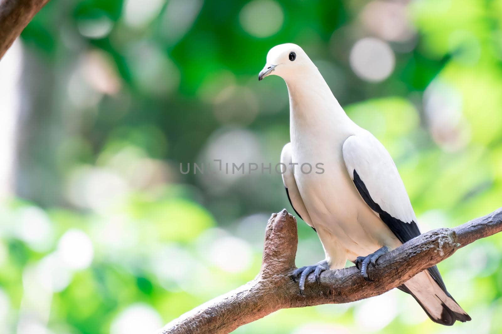 The Pied imperial pigeon (Ducula bicolor)stand on the branch. It is a relatively large, pied species of pigeon. It is found in forest, woodland, mangrove, plantations and scrub in Southeast Asia by billroque