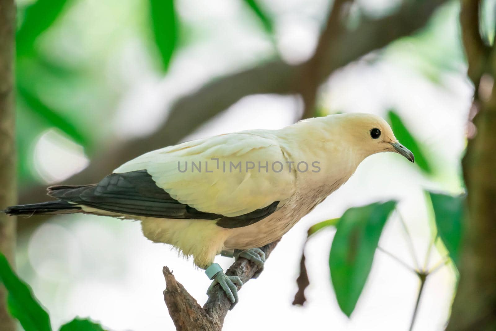 Pied imperial pigeon (Ducula bicolor)stand on the branch. It is a relatively large, pied species of pigeon. It is found in forest, woodland, mangrove, plantations and scrub in Southeast Asia