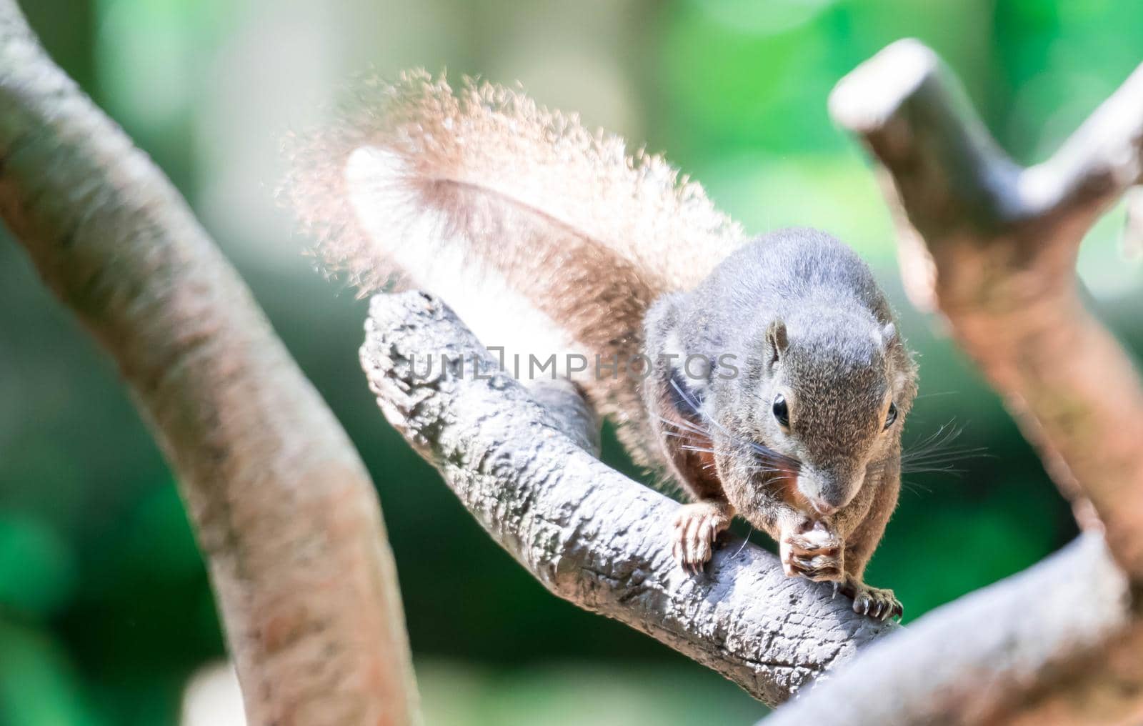 A Plantain squirrel, oriental squirrel or tricoloured squirrel (Callosciurus notatus). rodents, Mammal. On tree branch