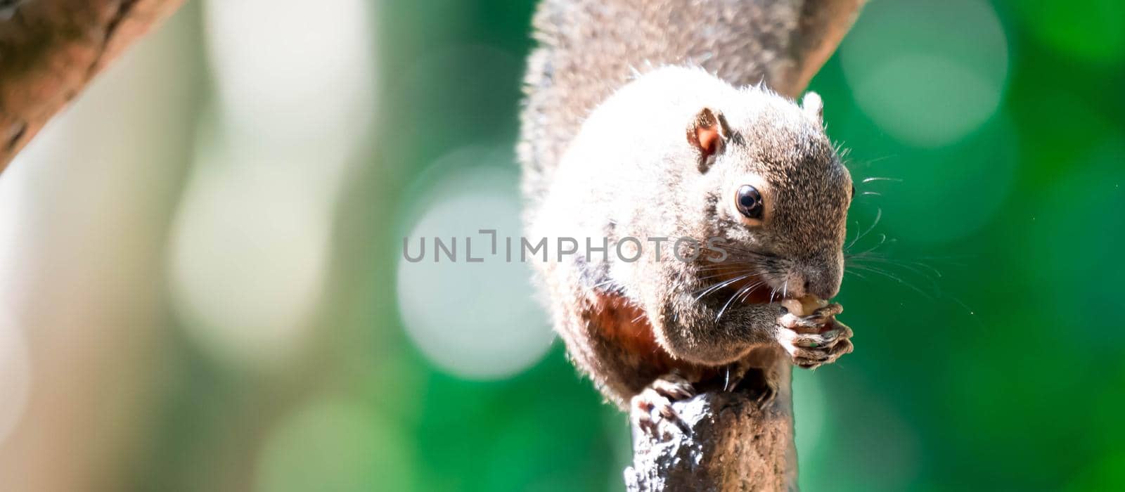 A Plantain squirrel, oriental squirrel or tricoloured squirrel (Callosciurus notatus). rodents, Mammal. On tree branch