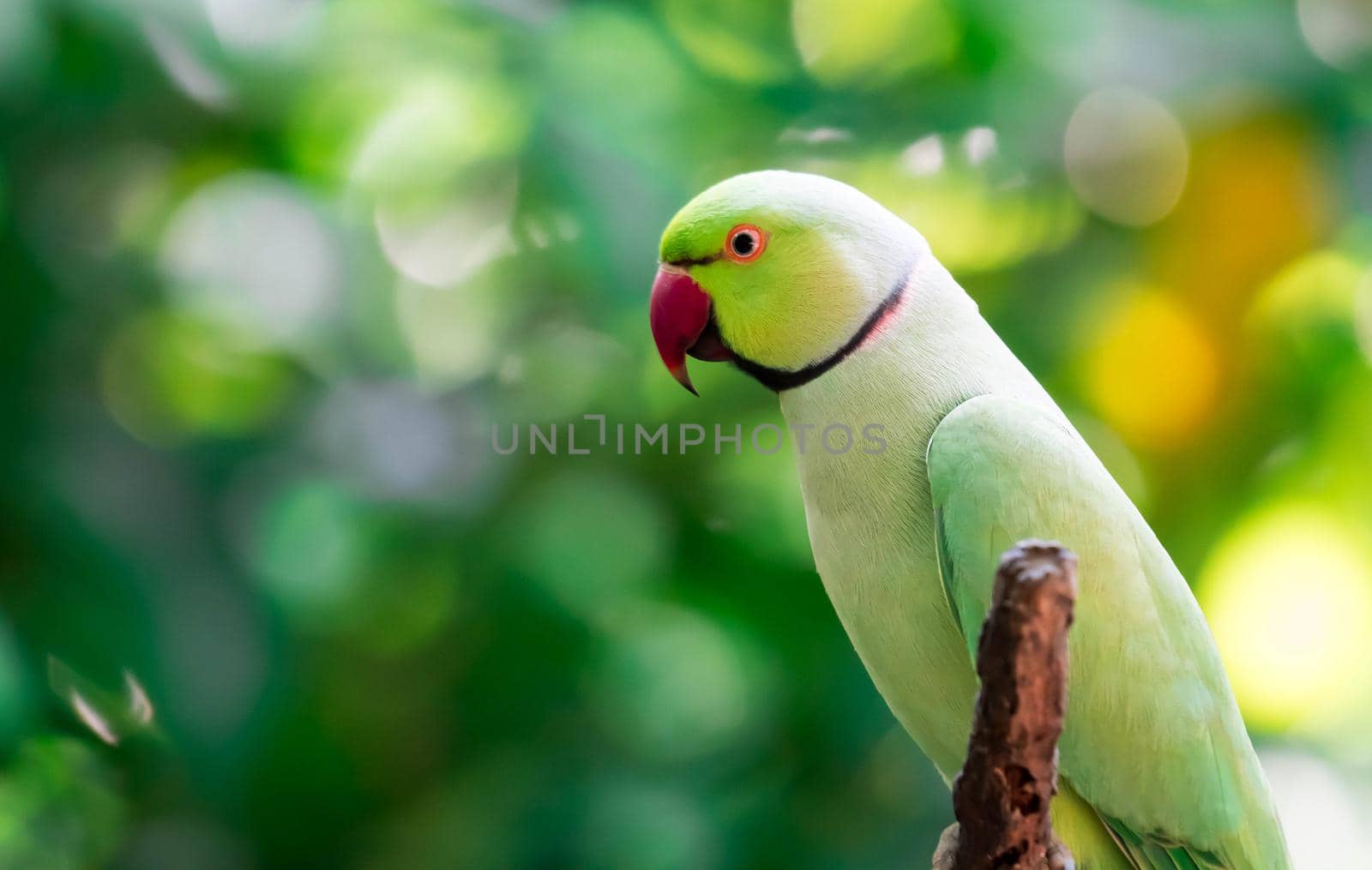 A Rose-ringed Parakeet, Psittacula krameri, also known as Ring-necked Parakeet