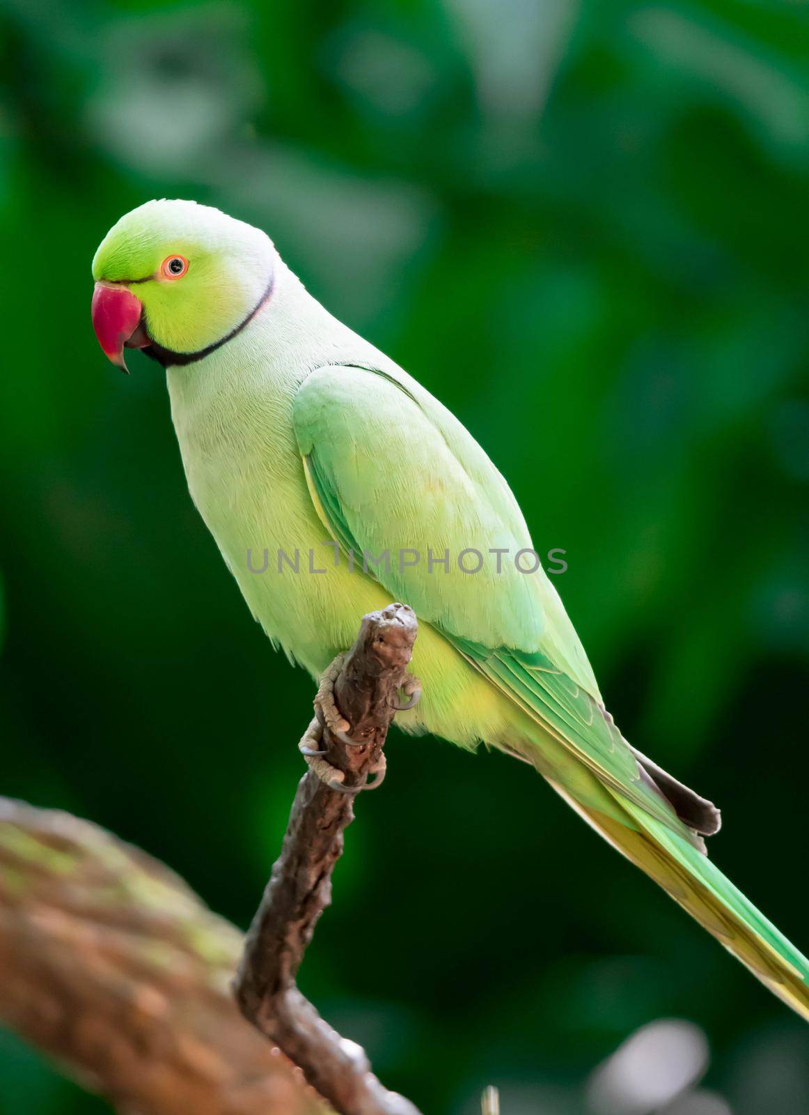 A Rose-ringed Parakeet, Psittacula krameri, also known as Ring-necked Parakeet