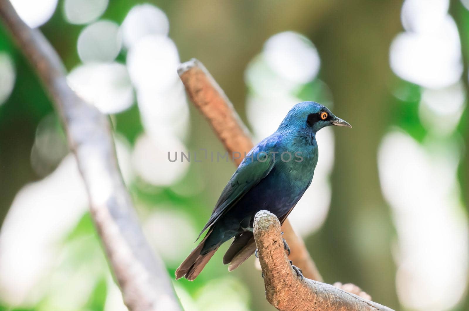 Green Glossy Starling perched on a tree. Metallic Green colored bird