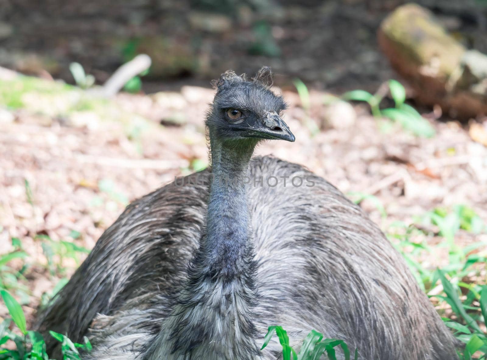 A Emu bird Dromaius novaehollandiae. Close up shot of EMU bird