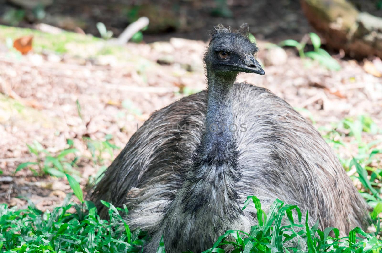 A Emu bird Dromaius novaehollandiae. Close up shot of EMU bird