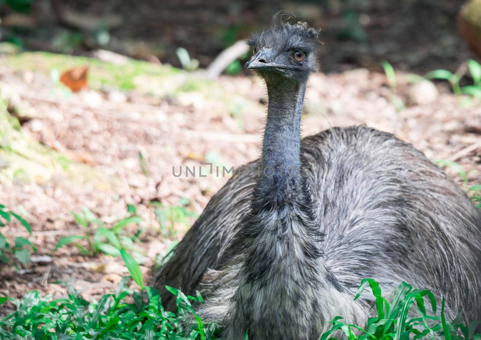 A Emu bird Dromaius novaehollandiae. Close up shot of EMU bird