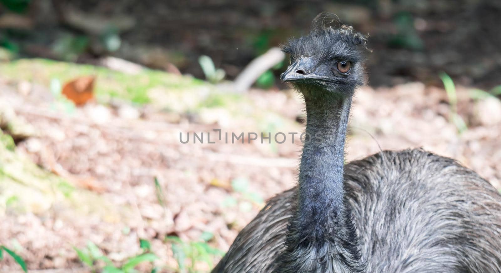 Emu bird Dromaius novaehollandiae. Close up shot of EMU bird. Emu is the second-largest living bird by height by billroque