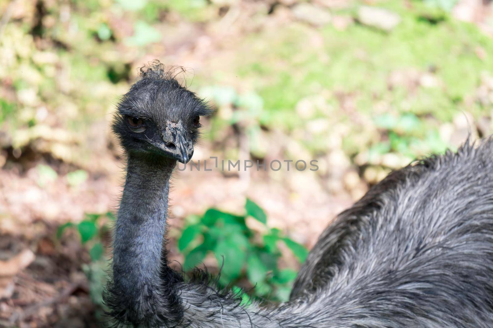 An Emu bird Dromaius novaehollandiae. Close up shot of EMU bird. Emu is the second-largest living bird by height