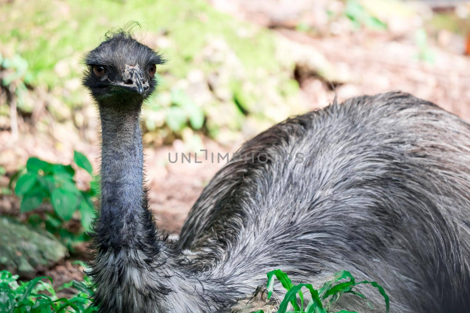 An Emu bird Dromaius novaehollandiae. Close up shot of EMU bird. Emu is the second-largest living bird by height