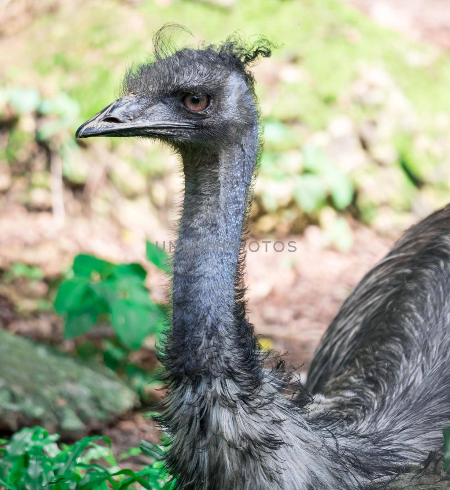 An Emu bird Dromaius novaehollandiae. Close up shot of EMU bird. Emu is the second-largest living bird by height