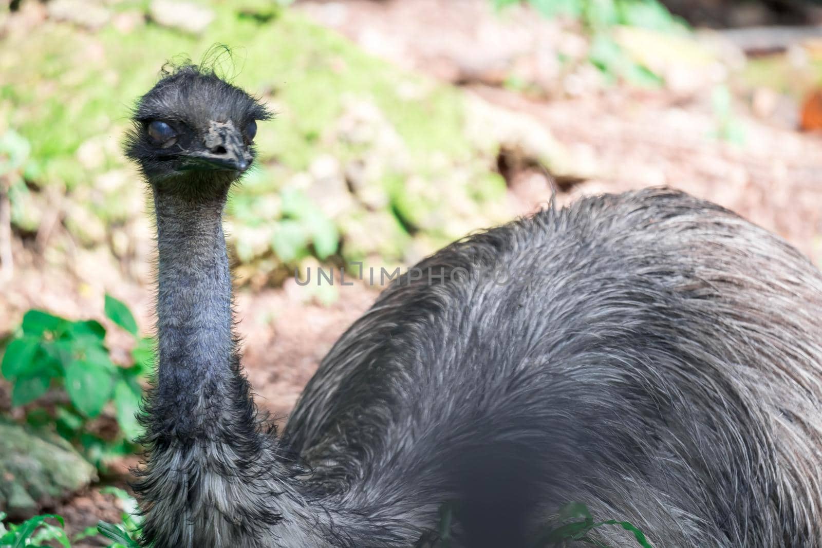 Emu bird Dromaius novaehollandiae. Close up shot of EMU bird. Emu is the second-largest living bird by height by billroque