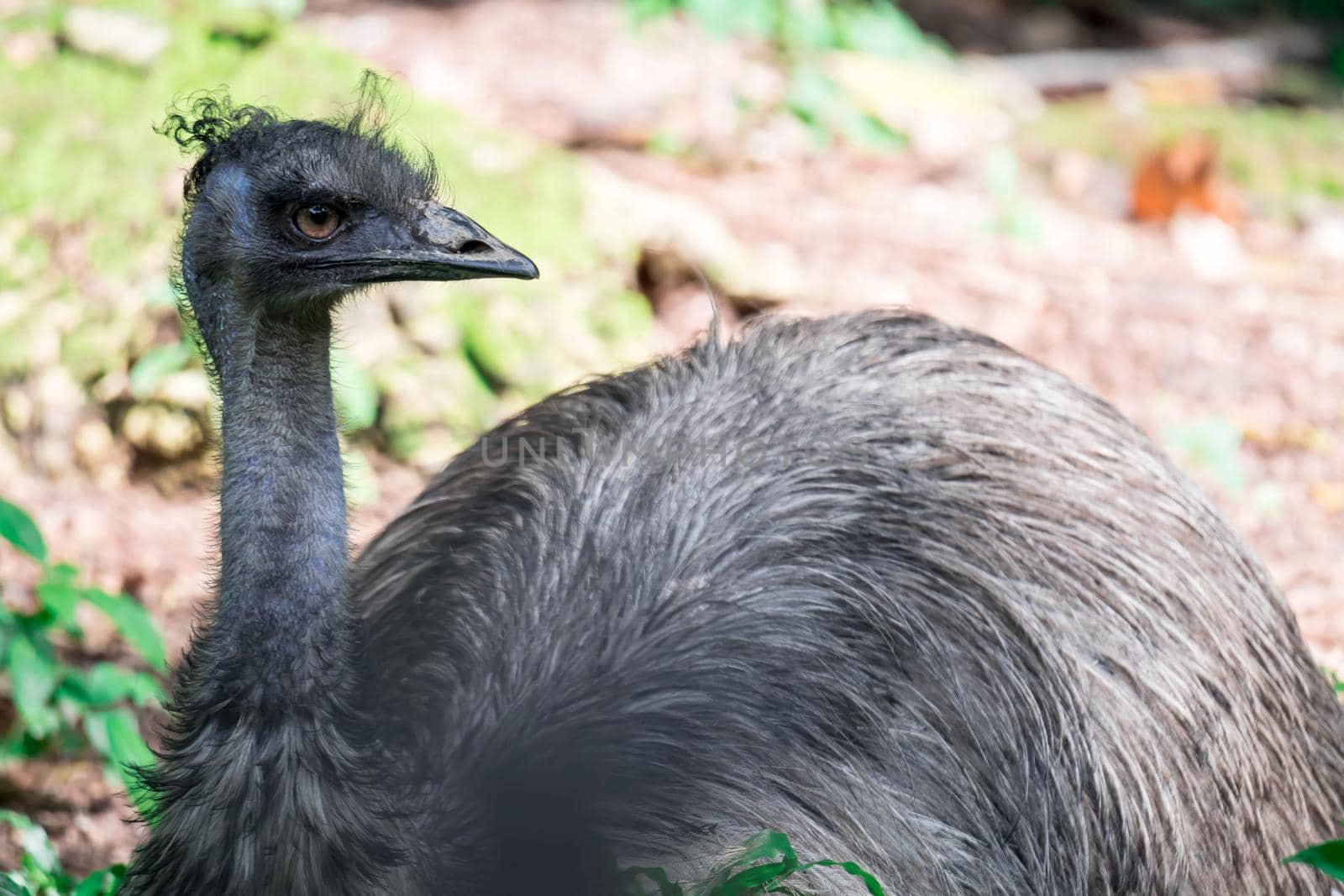 An Emu bird Dromaius novaehollandiae. Close up shot of EMU bird. Emu is the second-largest living bird by height