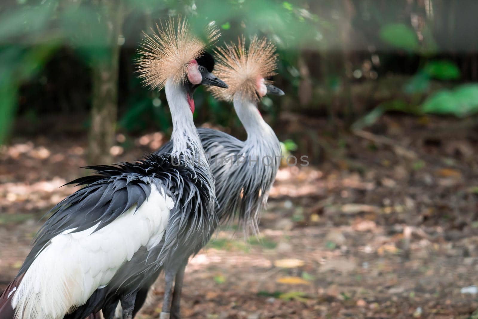 Grey crowned crane, also known as the African crowned crane, golden crested crane, golden crowned crane, East African crane, East African crowned crane, Eastern crowned crane, South African crane by billroque