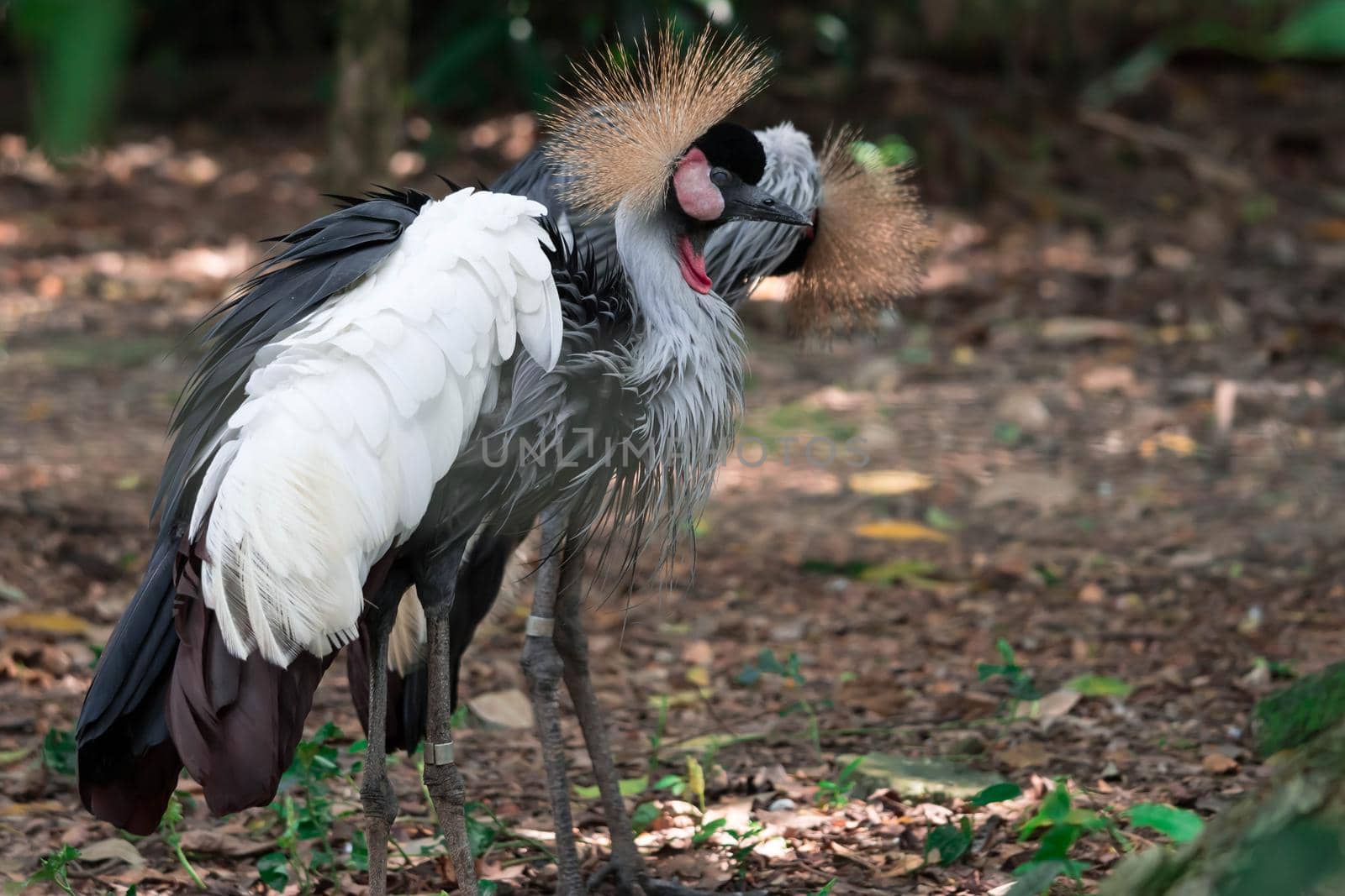 Grey crowned crane, also known as the African crowned crane, golden crested crane, golden crowned crane, East African crane, East African crowned crane, Eastern crowned crane, South African crane by billroque