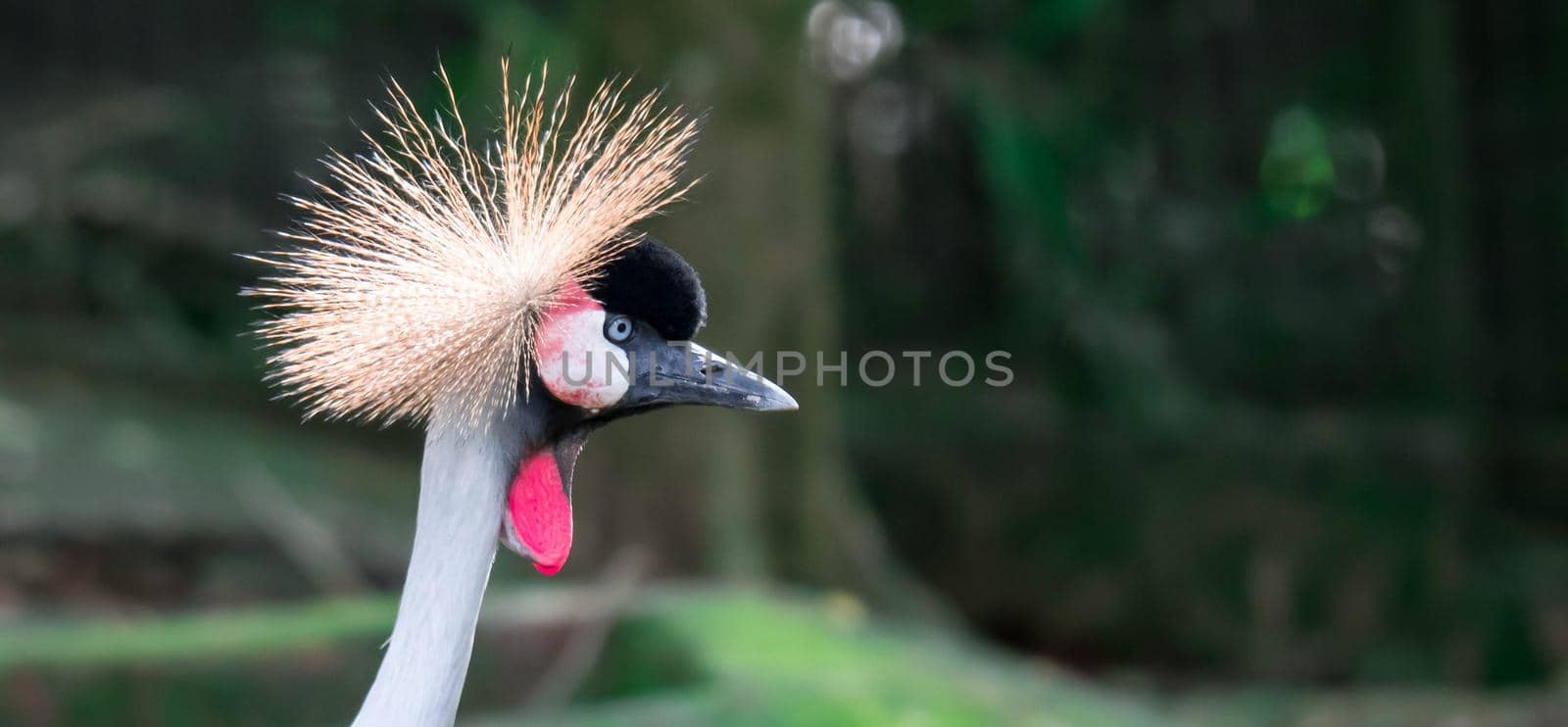 A Grey crowned crane, also known as the African crowned crane, golden crested crane, golden crowned crane, East African crane, East African crowned crane, Eastern crowned crane, South African crane