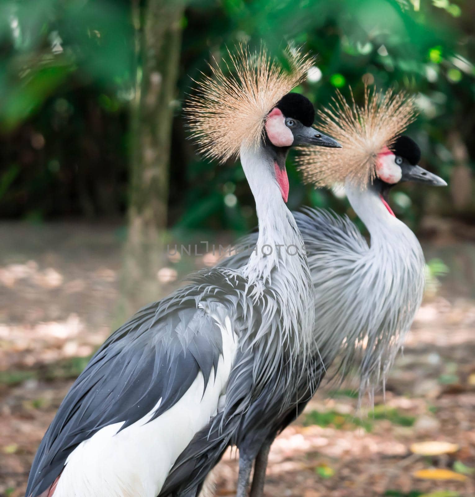 A Grey crowned crane, also known as the African crowned crane, golden crested crane, golden crowned crane, East African crane, East African crowned crane, Eastern crowned crane, South African crane