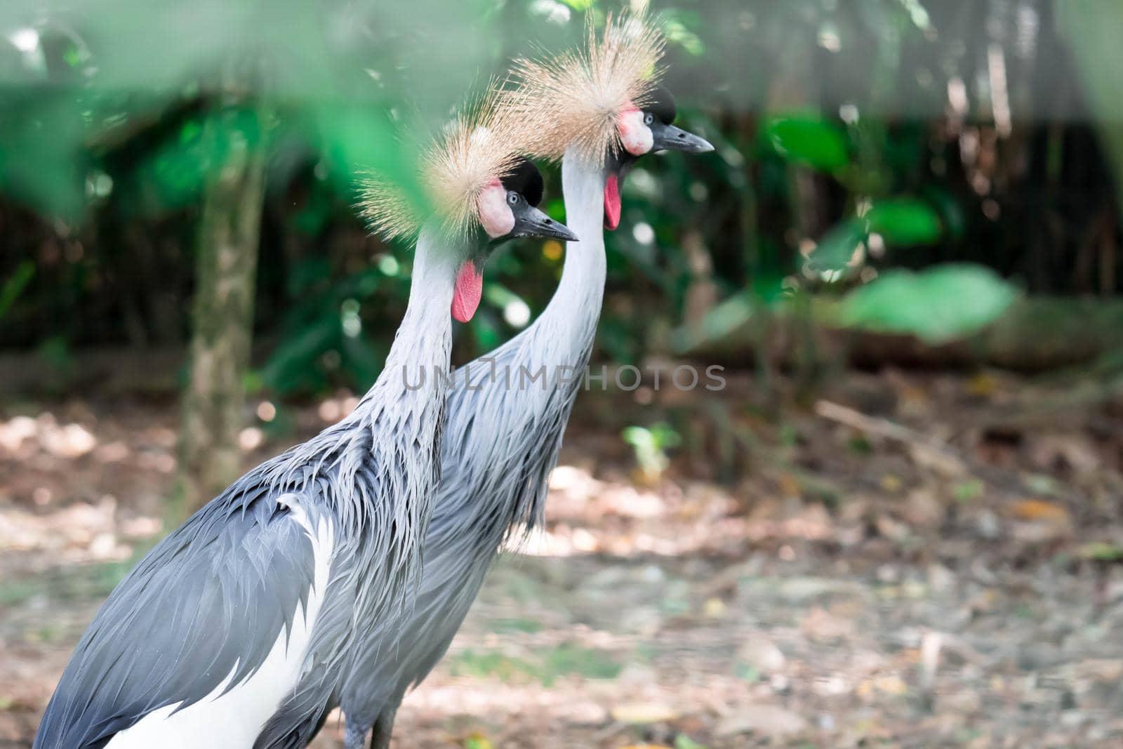 A Grey crowned crane, also known as the African crowned crane, golden crested crane, golden crowned crane, East African crane, East African crowned crane, Eastern crowned crane, South African crane