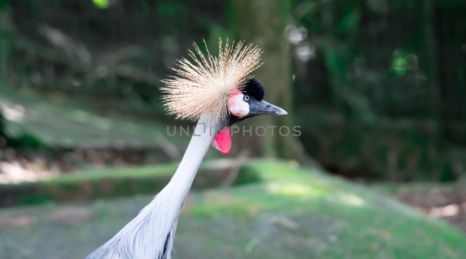 A Grey crowned crane, also known as the African crowned crane, golden crested crane, golden crowned crane, East African crane, East African crowned crane, Eastern crowned crane, South African crane