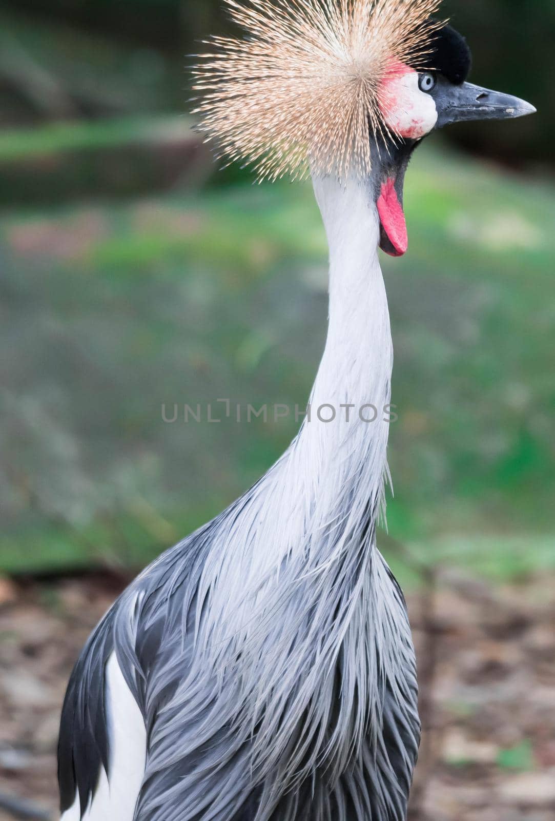 A Grey crowned crane, also known as the African crowned crane, golden crested crane, golden crowned crane, East African crane, East African crowned crane, Eastern crowned crane, South African crane