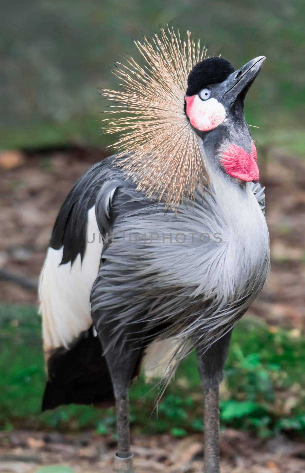 Grey crowned crane, also known as the African crowned crane, golden crested crane, golden crowned crane, East African crane, East African crowned crane, Eastern crowned crane, South African crane by billroque