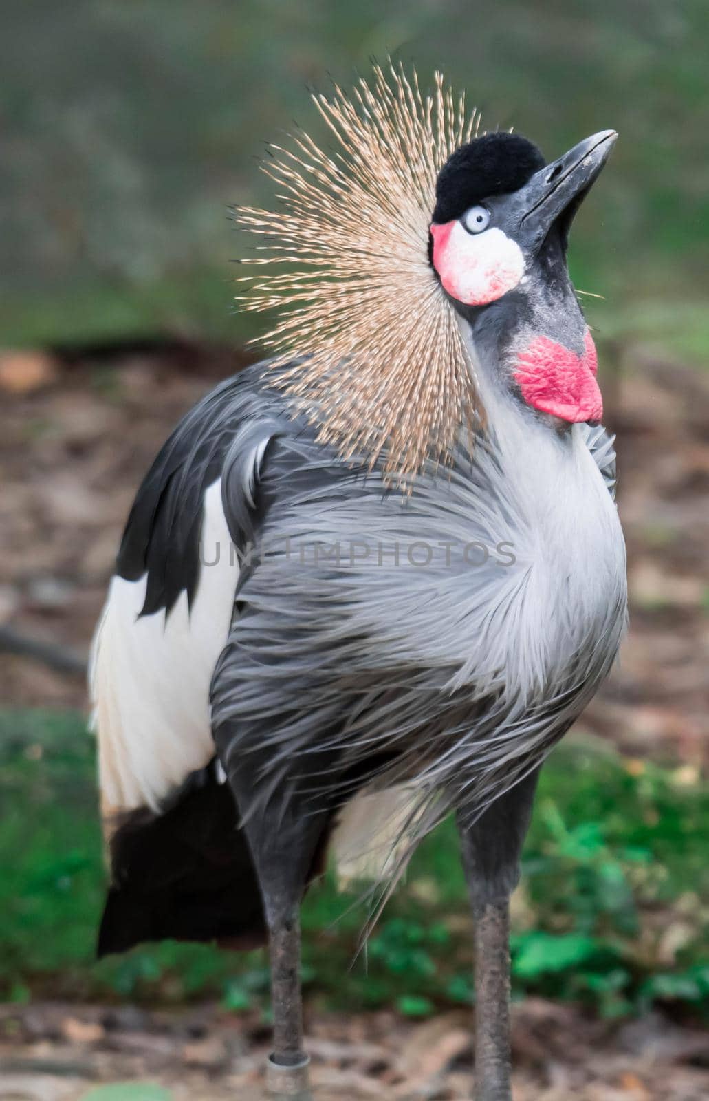 A Grey crowned crane, also known as the African crowned crane, golden crested crane, golden crowned crane, East African crane, East African crowned crane, Eastern crowned crane, South African crane