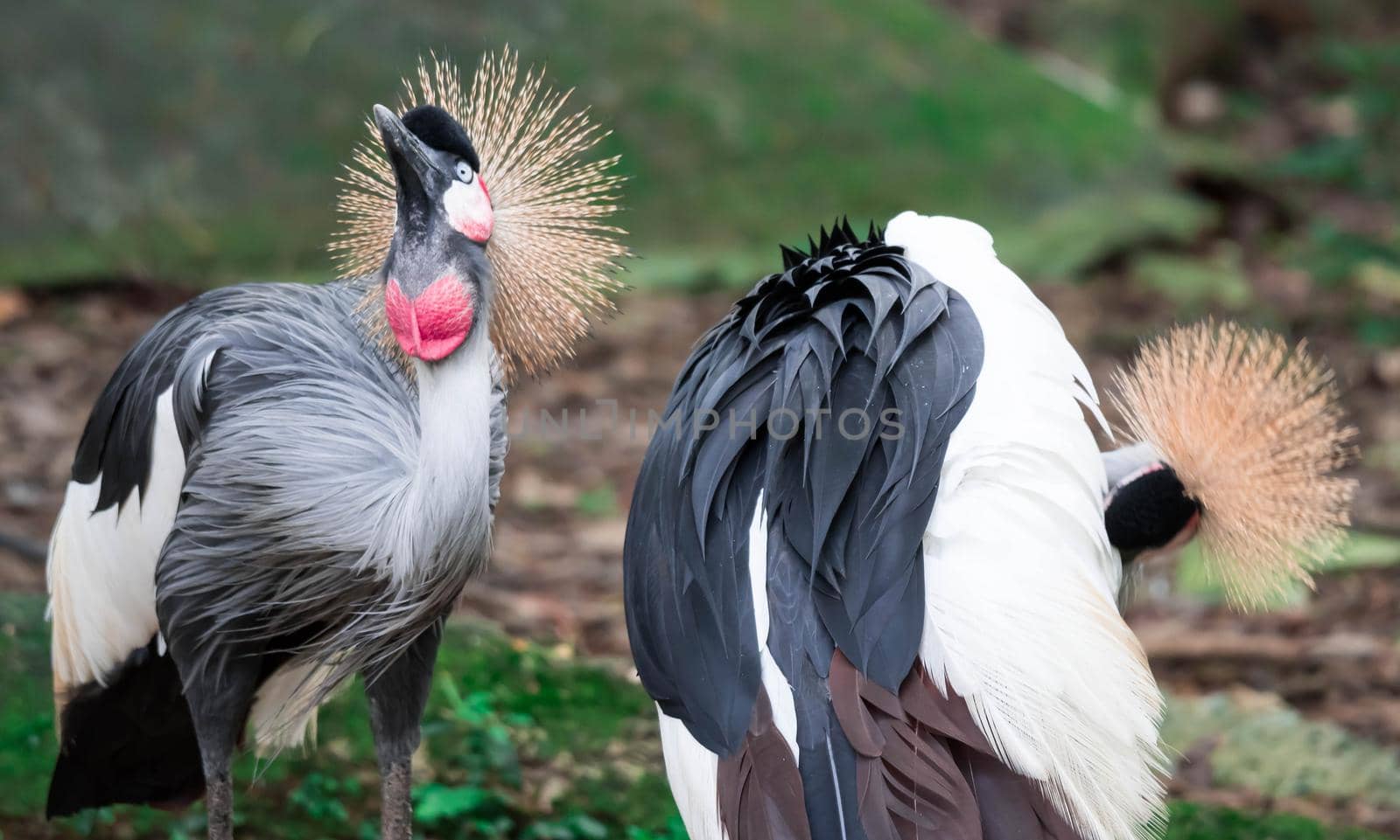 Grey crowned crane, also known as the African crowned crane, golden crested crane, golden crowned crane, East African crane, East African crowned crane, Eastern crowned crane, South African crane by billroque