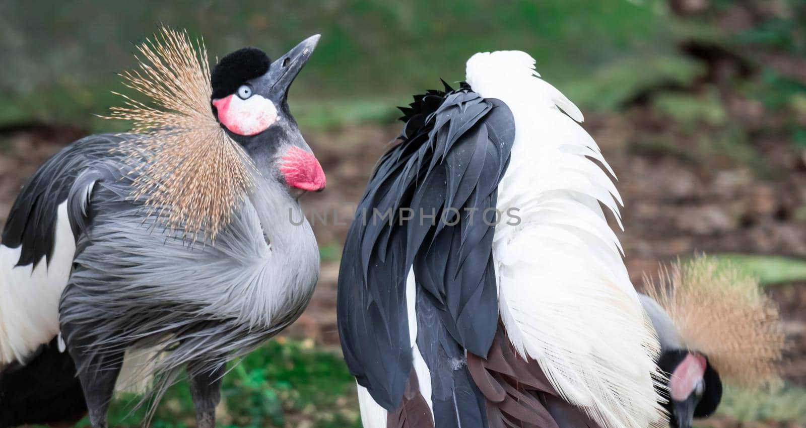 A Grey crowned crane, also known as the African crowned crane, golden crested crane, golden crowned crane, East African crane, East African crowned crane, Eastern crowned crane, South African crane