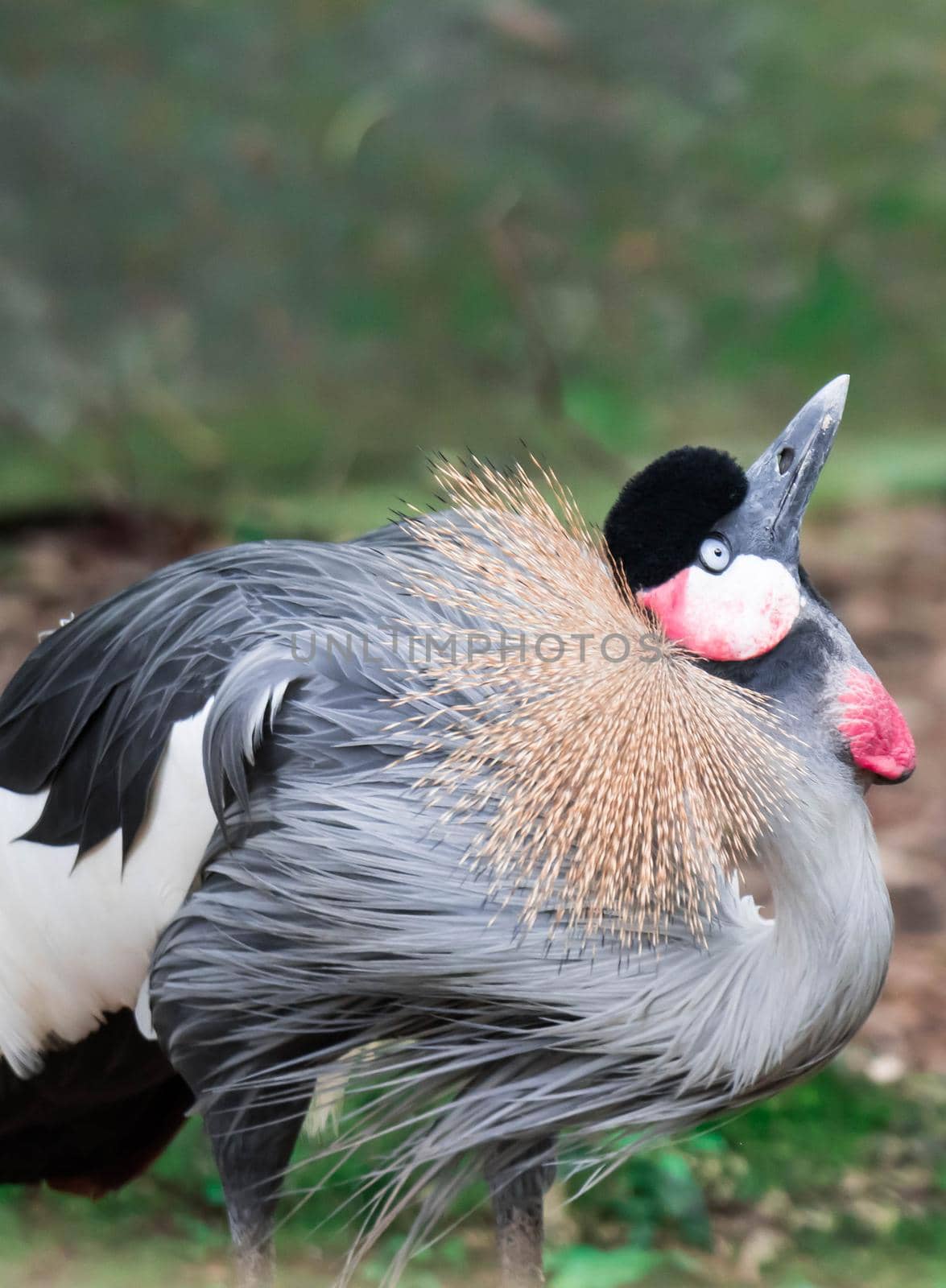 A Grey crowned crane, also known as the African crowned crane, golden crested crane, golden crowned crane, East African crane, East African crowned crane, Eastern crowned crane, South African crane