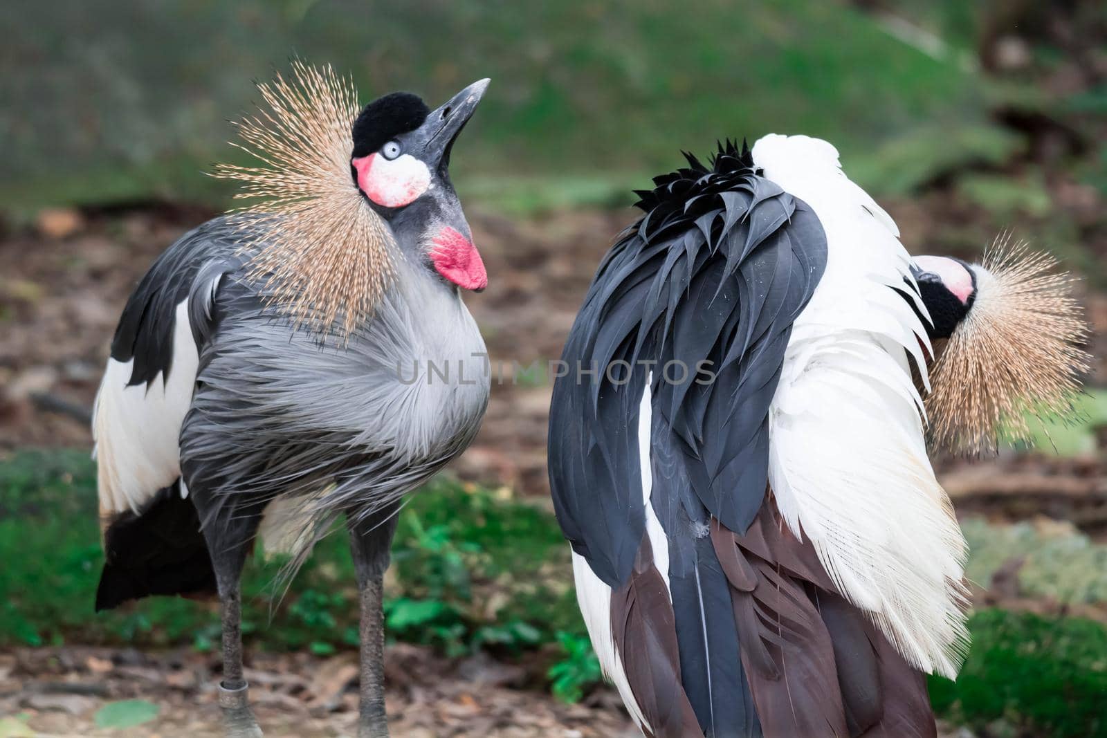 Grey crowned crane, also known as the African crowned crane, golden crested crane, golden crowned crane, East African crane, East African crowned crane, Eastern crowned crane, South African crane by billroque