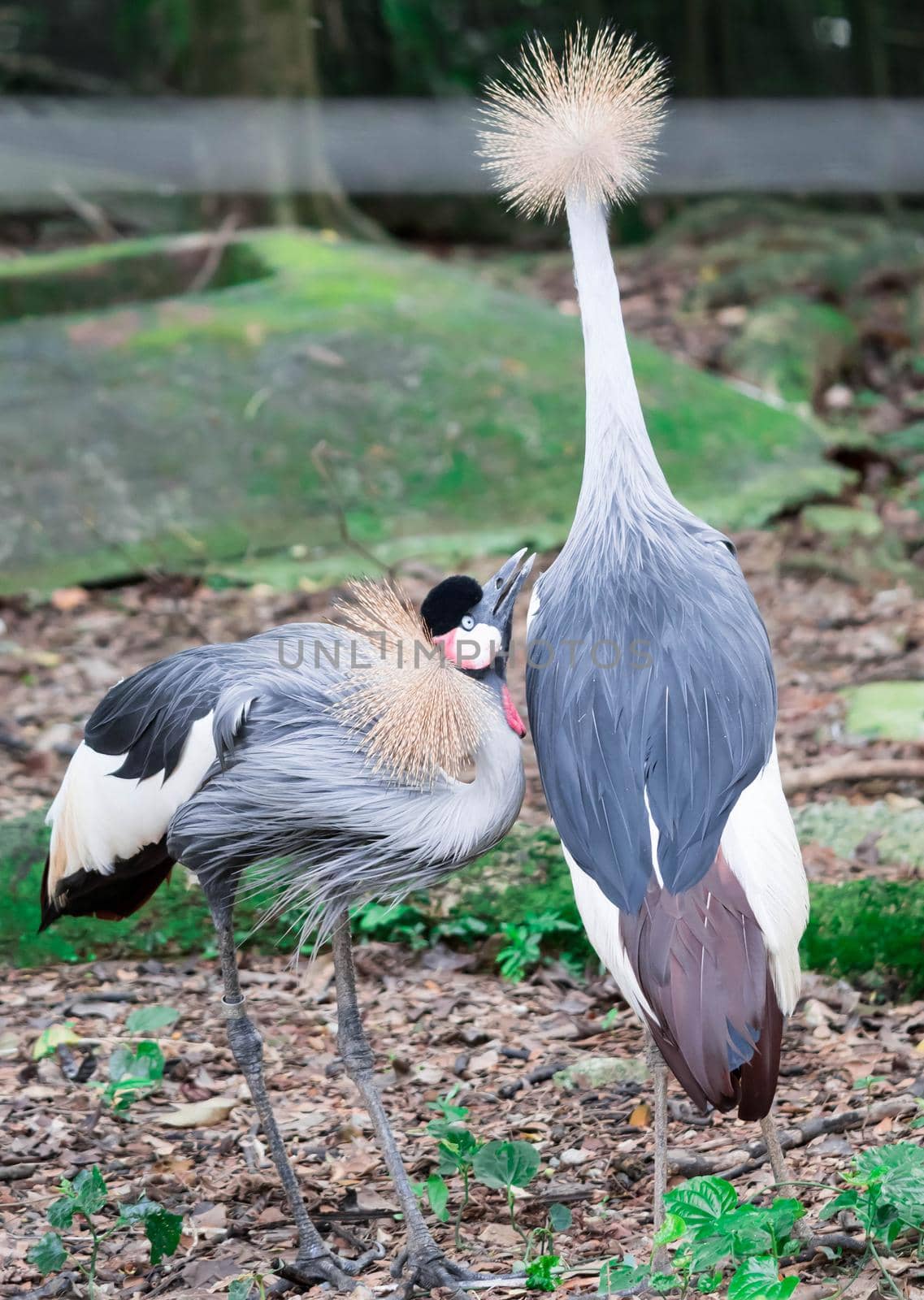 A Grey crowned crane, also known as the African crowned crane, golden crested crane, golden crowned crane, East African crane, East African crowned crane, Eastern crowned crane, South African crane