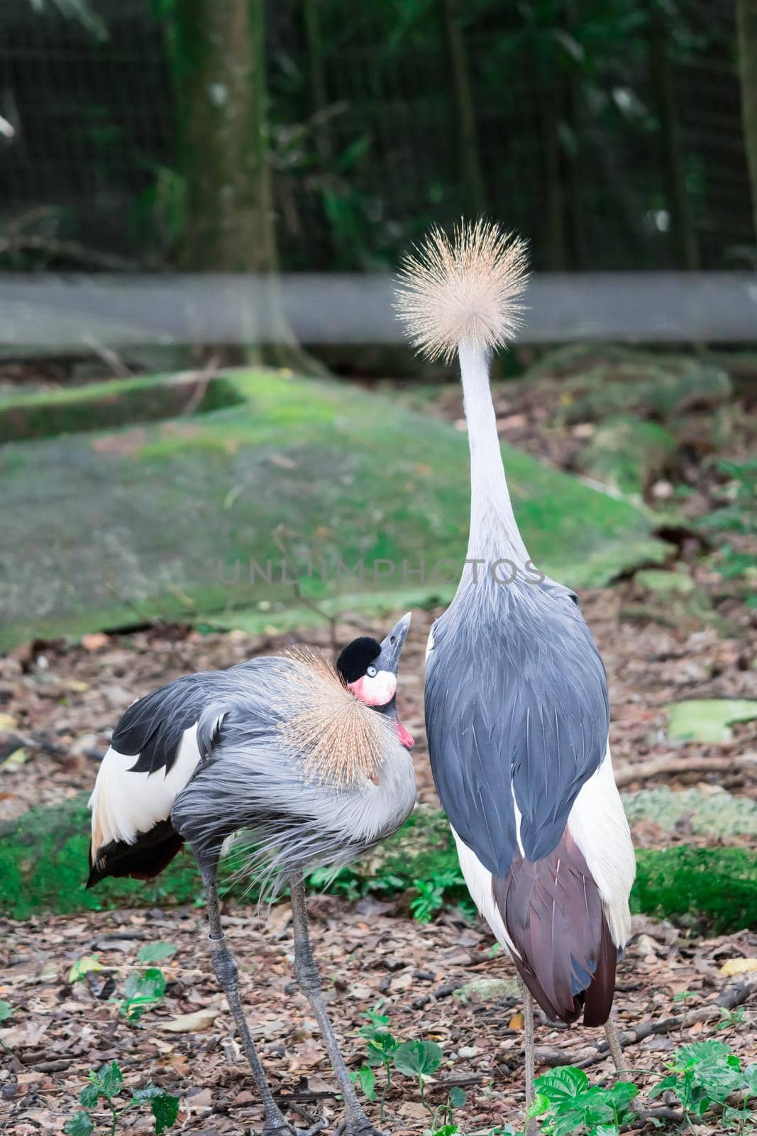 A Grey crowned crane, also known as the African crowned crane, golden crested crane, golden crowned crane, East African crane, East African crowned crane, Eastern crowned crane, South African crane