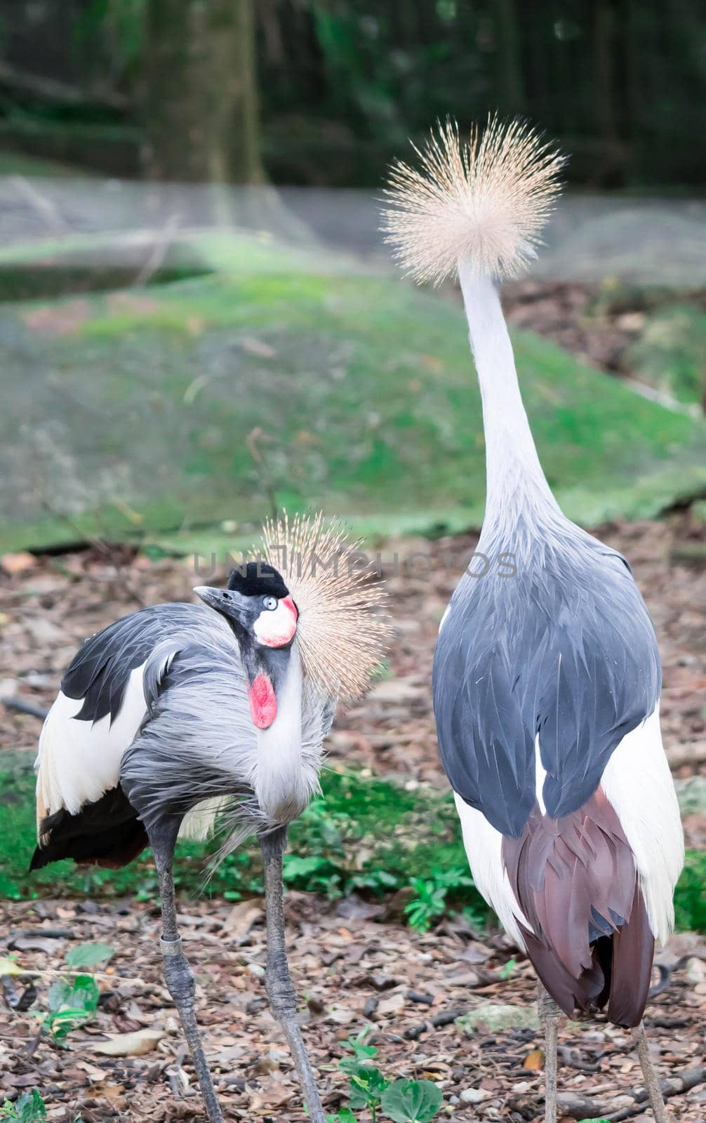 A Grey crowned crane, also known as the African crowned crane, golden crested crane, golden crowned crane, East African crane, East African crowned crane, Eastern crowned crane, South African crane