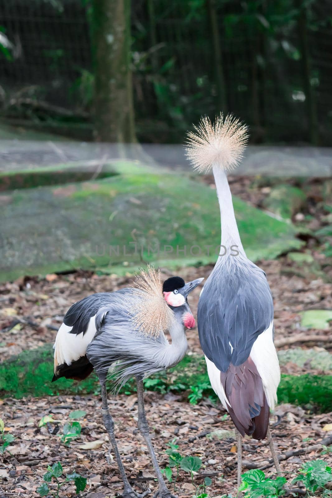 A Grey crowned crane, also known as the African crowned crane, golden crested crane, golden crowned crane, East African crane, East African crowned crane, Eastern crowned crane, South African crane