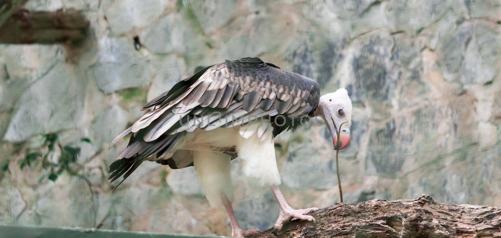 White-headed vulture (Trigonoceps occipitalis) by billroque