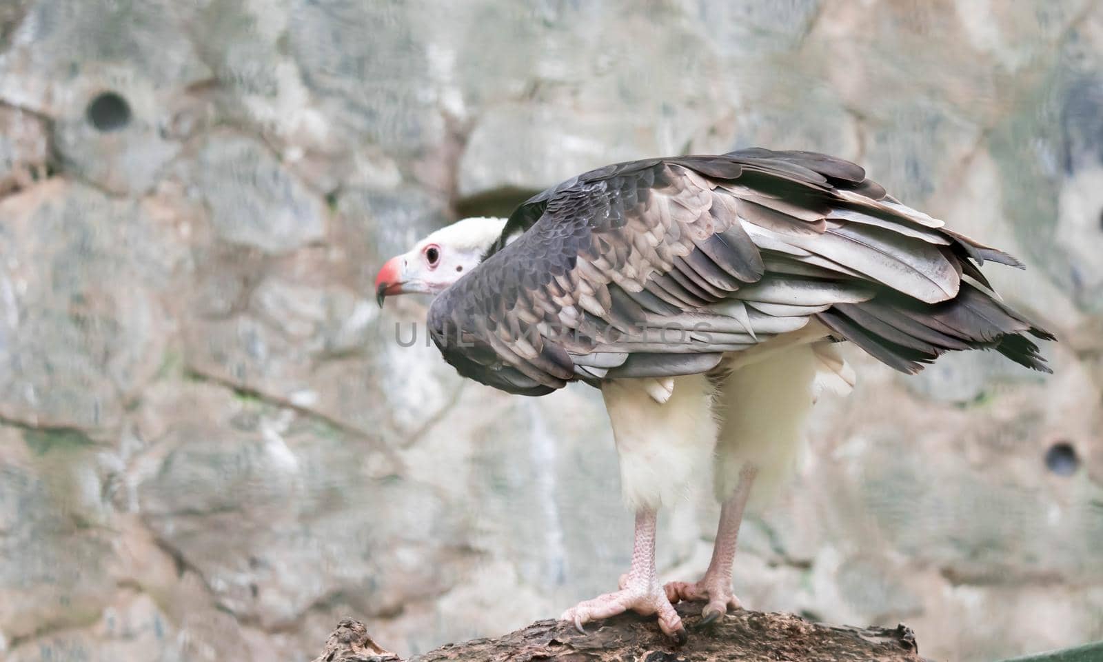 A White-headed vulture (Trigonoceps occipitalis)